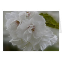 Dreamy Cherry Blossoms greeting card