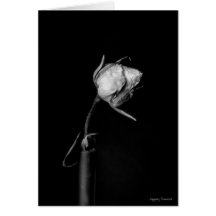 Dried rose bud greeting card
