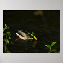 drinking duck posters