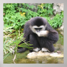 Drinking monkey Poster