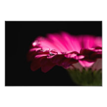 Drop of Water on Gerbera Art Photo