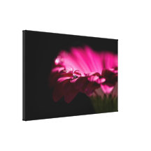 Drop of Water on Gerbera Canvas Prints