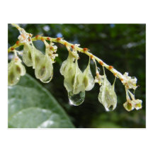 Droplets 110 ~ postcard