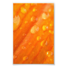 Drops On Bright Orange Flower Art Photo