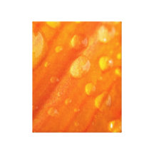 Drops On Bright Orange Flower Gallery Wrap Canvas