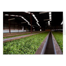 Drying and Oxidation Shed, Kenyan Tea Estate Cards