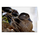 Duck Card