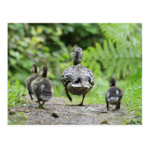 Duck Family Post Card