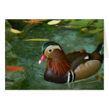 Duck Greeting Cards