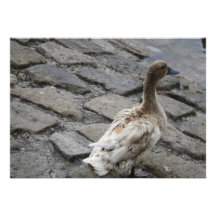 Duck Invitation