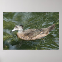 Duck Paddle Poster