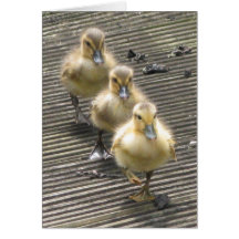 Duck Visitors Cards