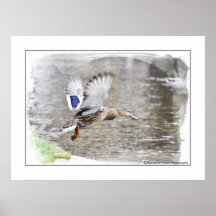 Duck Watercolour Photographic Print