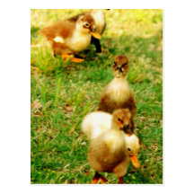 Duckies Postcards