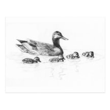 Duckling Card Postcard