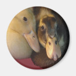 Ducklings Magnet