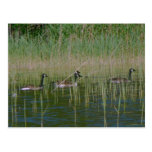 Ducks Postcard