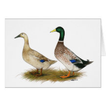 Ducks:  Silver Welsh Harlequin Cards