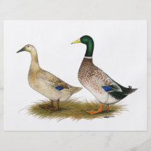 Ducks:  Silver Welsh Harlequin Full Color Flyer