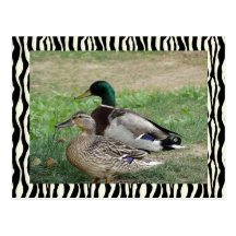 Ducks Zebra bg Postcards