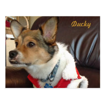 Ducky the Dog Postcard