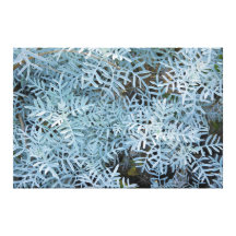 Dusty Miller Senecio Viravira Jardin des Plantes Gallery Wrap Canvas