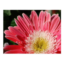 Dusty Rose Gerbera Daisy Postcard