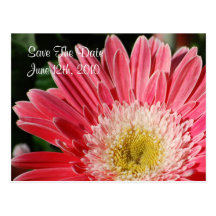Dusty Rose Gerbera Save The Date  Postcard