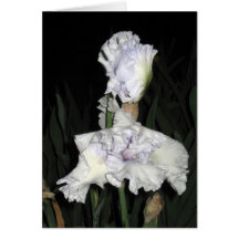 Dusty White Iris At Dusk Greeting Card