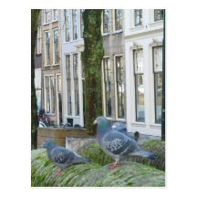 Dutch Canal Houses and Pigeons Postcard