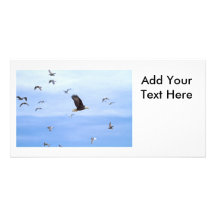 Eagle and Seagulls Flying Custom Photo Card