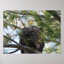 Eagle Eye Poster