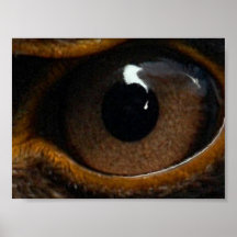 Eagle eye test print