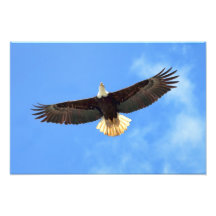 Eagle Flying Art Photo