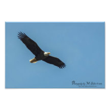 Eagle in Flying Photographic Print