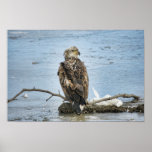 Eagle Posters