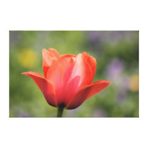 Early Bloomer Tulip Photography Gallery Wrapped Canvas