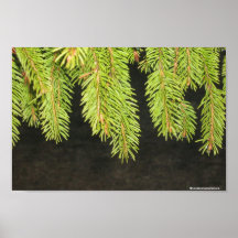 Early Morning Dew Poster