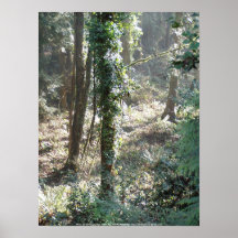 Early Morning Sunrays #24 Print
