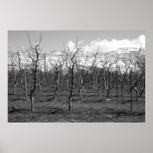 Early Spring Black and White Photo Poster