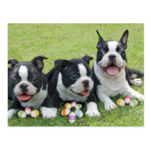 Easter boston terriers post cards