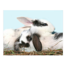 Easter bunnies postcards