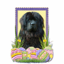 Easter Egg Cookies - Newfoundland Photo Sculpture