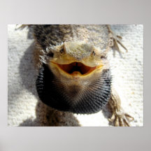 Eastern Bearded Dragon - Pogona barbata Print