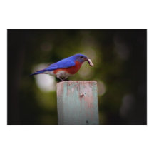 Eastern Blubird Bring Dinner Home Wall Decor Photographic Print