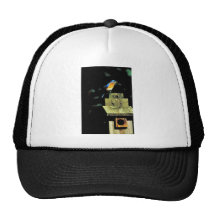Eastern bluebird hat