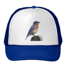 Eastern Bluebird Hat
