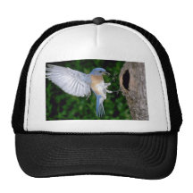 Eastern Bluebird landing Mesh Hats