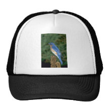 Eastern Bluebird on a mullein stalk Hats