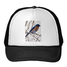 Eastern bluebird trucker hat